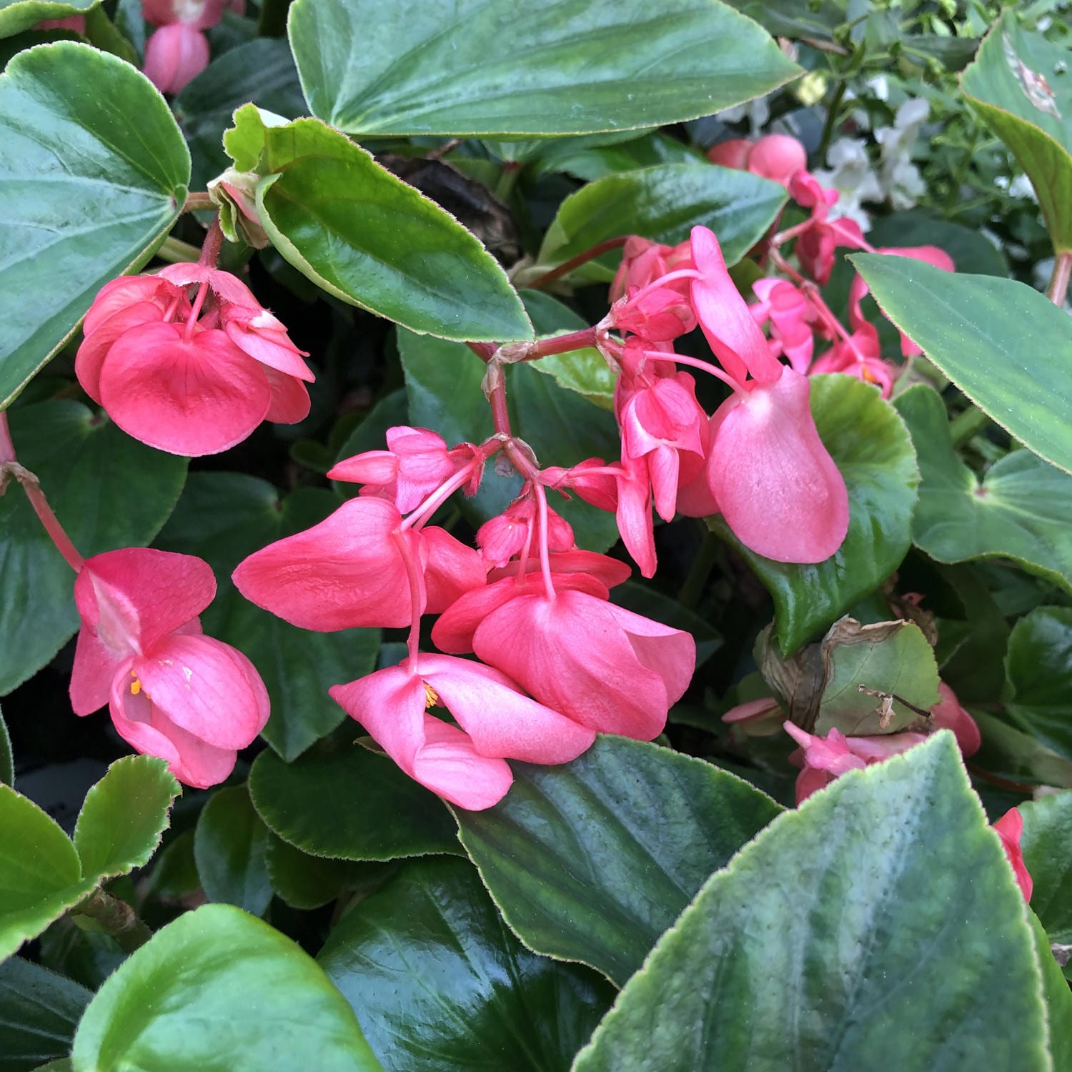 Begonia DRAGON WING Pink - Buy Begonia Angelwing Annuals Online