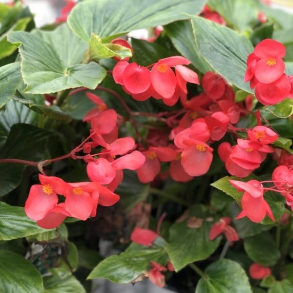 BEGONIA DRAGON WING RED BEGONIA ANGELWING