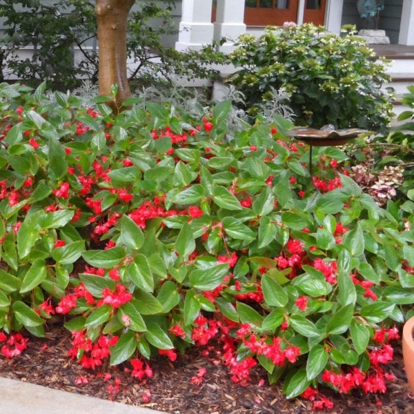 BEGONIA DRAGON WING RED BEGONIA ANGELWING