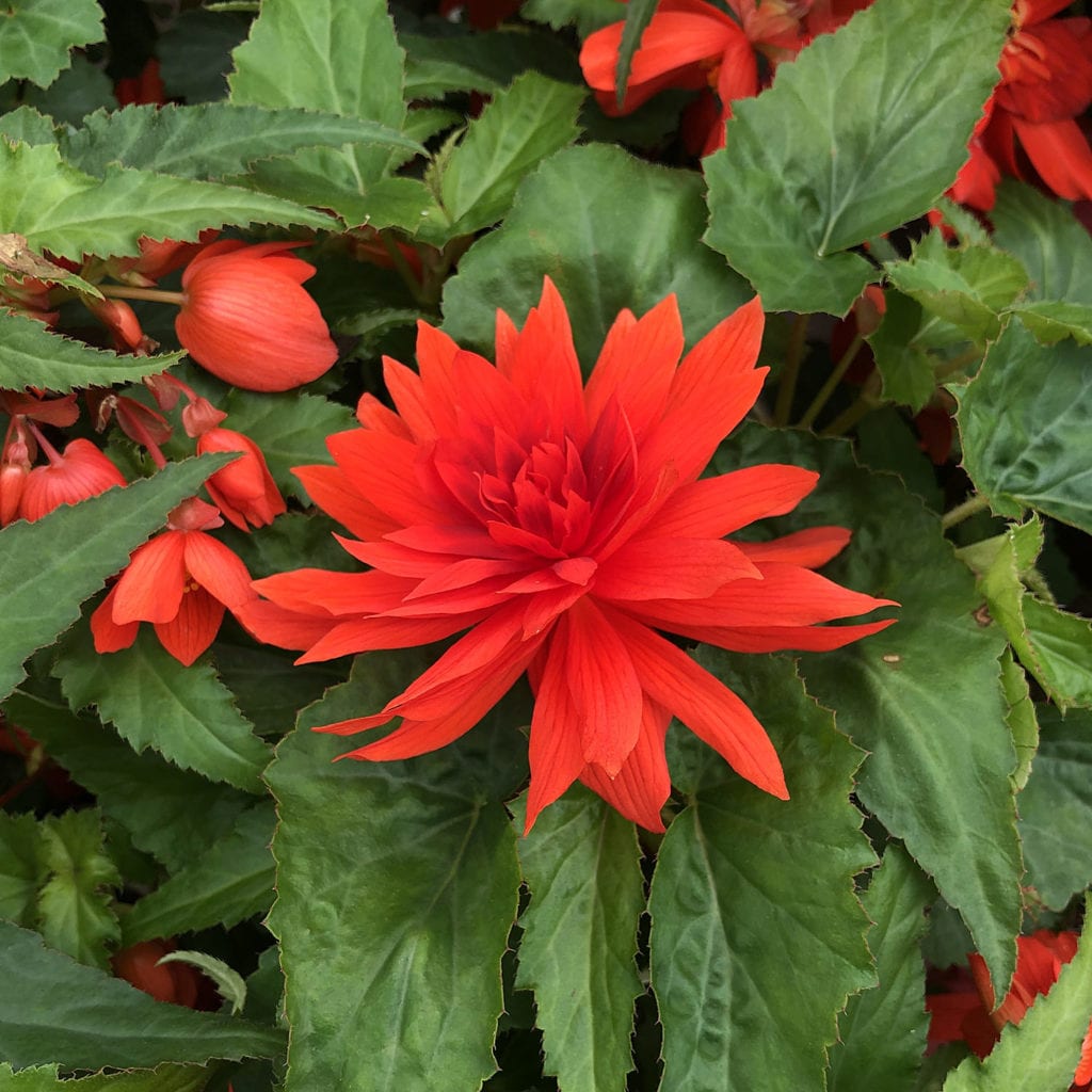 BEGONIA FUNKY ORANGE BEGONIA