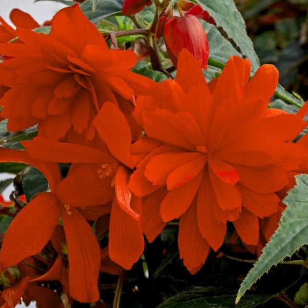 BEGONIA FUNKY ORANGE BEGONIA