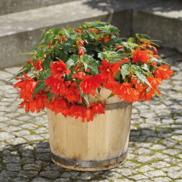 BEGONIA FUNKY ORANGE BEGONIA