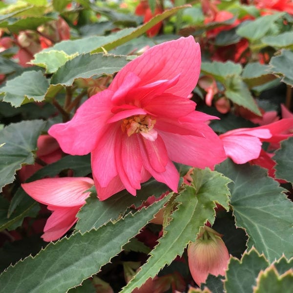 BEGONIA FUNKY PINK BEGONIA