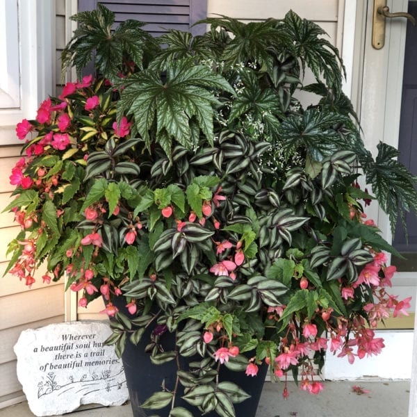 BEGONIA FUNKY PINK BEGONIA