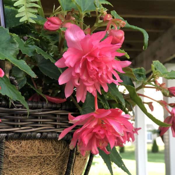 BEGONIA FUNKY PINK BEGONIA