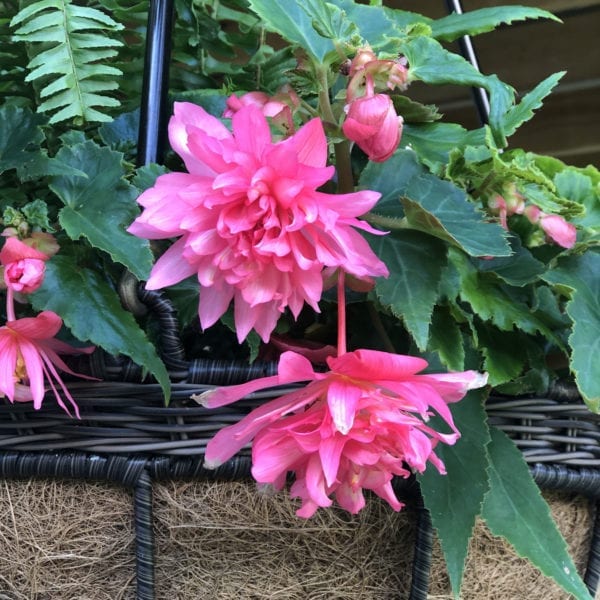 BEGONIA FUNKY PINK BEGONIA