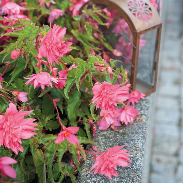 BEGONIA FUNKY PINK BEGONIA