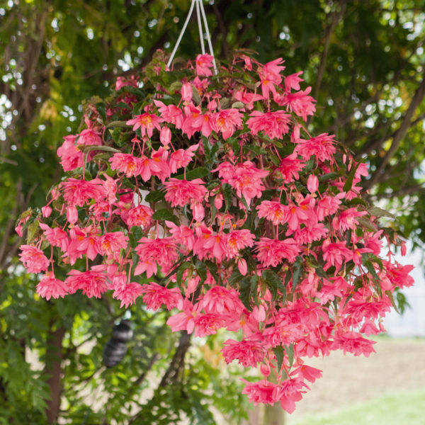 BEGONIA FUNKY PINK BEGONIA