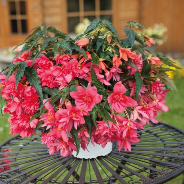 BEGONIA FUNKY PINK BEGONIA