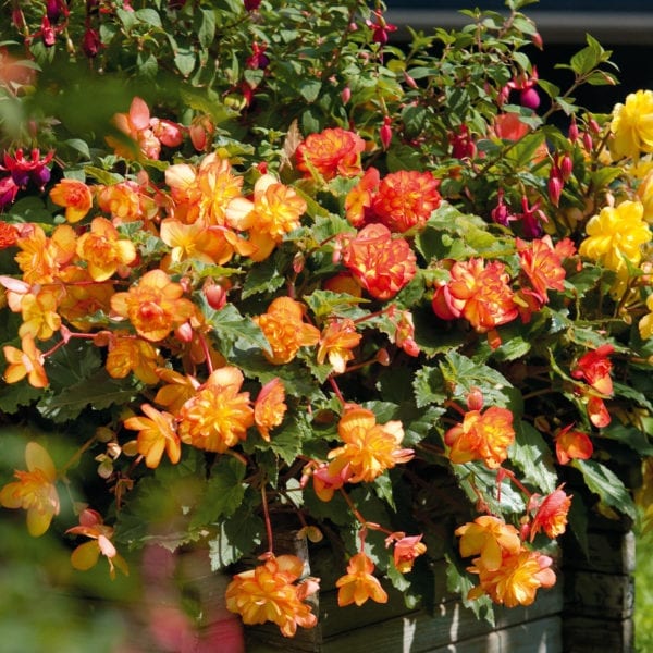 BEGONIA ILLUMINATION APRICOT SHADE BEGONIA TUBEROUS