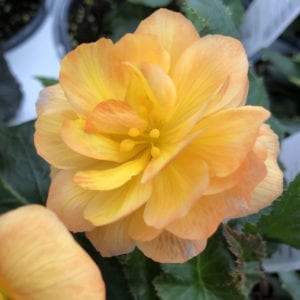 BEGONIA ILLUMINATION APRICOT SHADE BEGONIA TUBEROUS