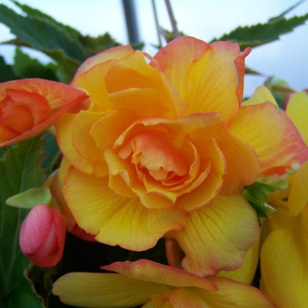 BEGONIA ILLUMINATION APRICOT SHADE BEGONIA TUBEROUS