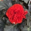 BEGONIA NONSTOP MOCCA SCARLET BEGONIA TUBEROUS