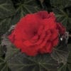 BEGONIA NONSTOP MOCCA SCARLET BEGONIA TUBEROUS