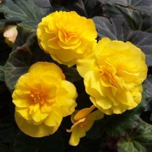 Begonia - Tuberous