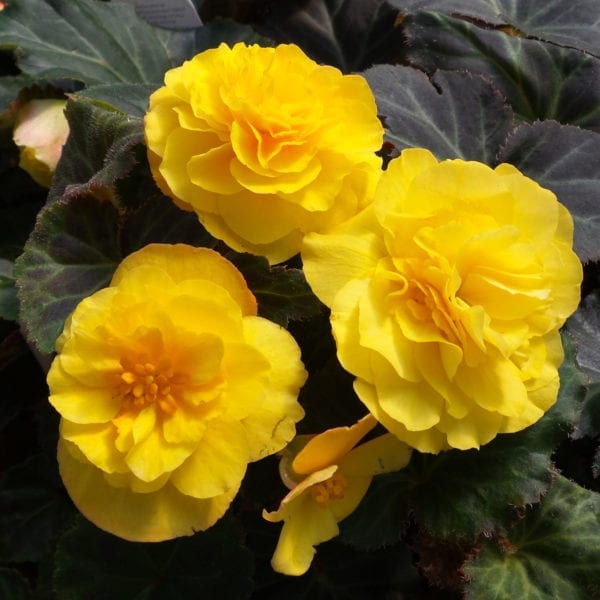 BEGONIA NONSTOP MOCCA YELLOW BEGONIA TUBEROUS