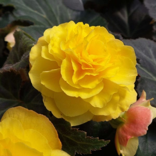 BEGONIA NONSTOP MOCCA YELLOW BEGONIA TUBEROUS