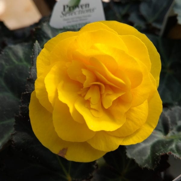 BEGONIA NONSTOP MOCCA YELLOW BEGONIA TUBEROUS