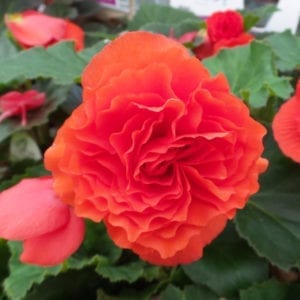 BEGONIA NONSTOP ORANGE BEGONIA TUBEROUS