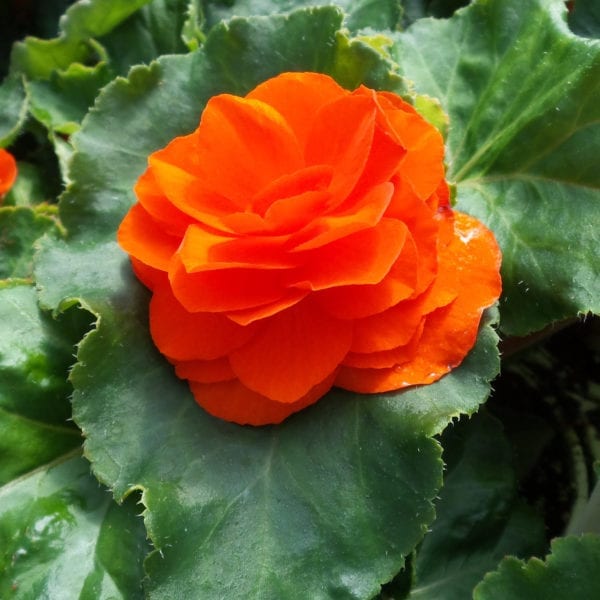 BEGONIA NONSTOP ORANGE BEGONIA TUBEROUS