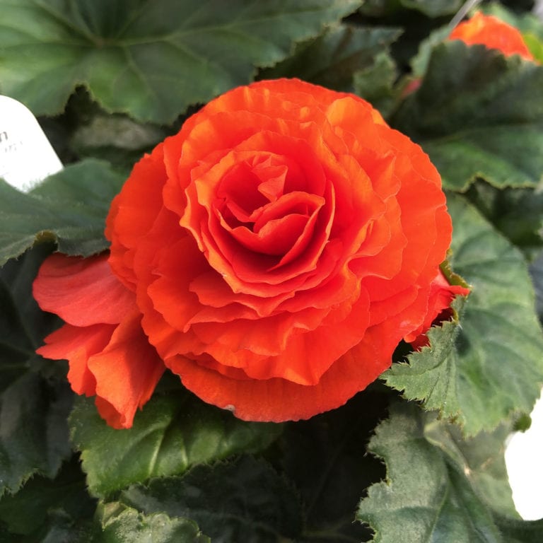 Begonia NONSTOP® Orange Order Online