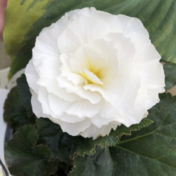 BEGONIA NONSTOP WHITE BEGONIA TUBEROUS