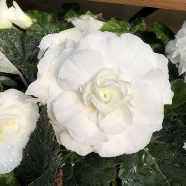 BEGONIA NONSTOP WHITE BEGONIA TUBEROUS