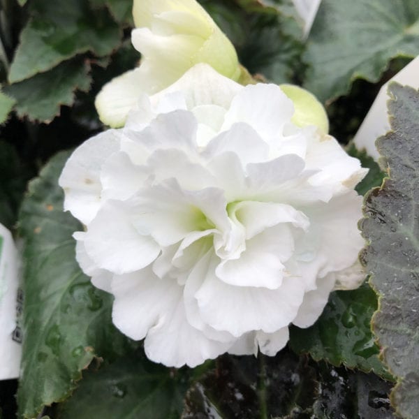 BEGONIA NONSTOP WHITE BEGONIA TUBEROUS