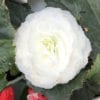 BEGONIA NONSTOP WHITE BEGONIA TUBEROUS