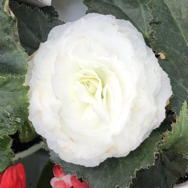 BEGONIA NONSTOP WHITE BEGONIA TUBEROUS