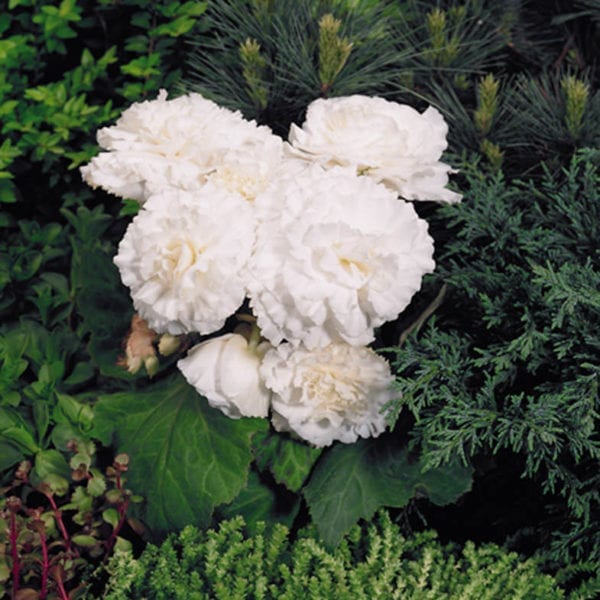 BEGONIA NONSTOP WHITE BEGONIA TUBEROUS