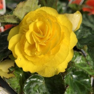 BEGONIA NONSTOP YELLOW BEGONIA TUBEROUS