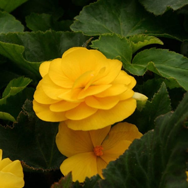 BEGONIA NONSTOP YELLOW BEGONIA TUBEROUS