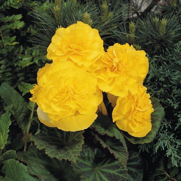 BEGONIA NONSTOP YELLOW BEGONIA TUBEROUS