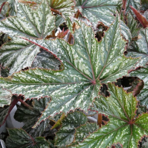 BEGONIA PEGASUS BEGONIA