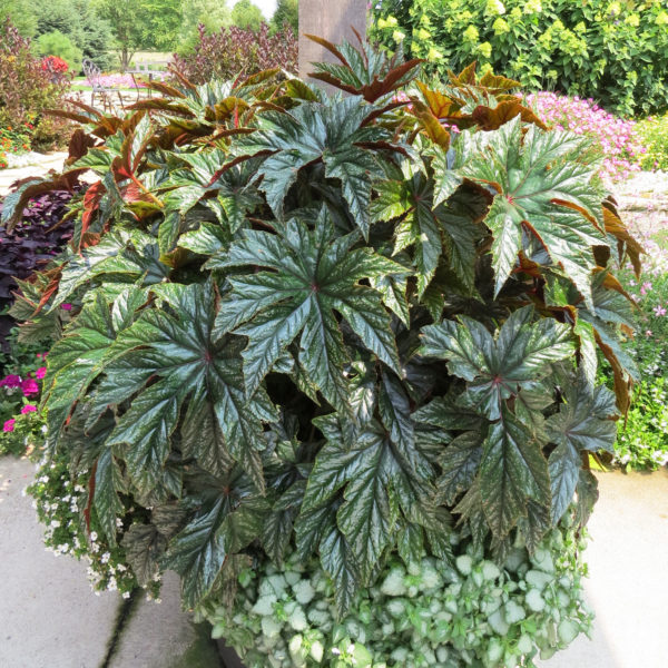 BEGONIA PEGASUS BEGONIA