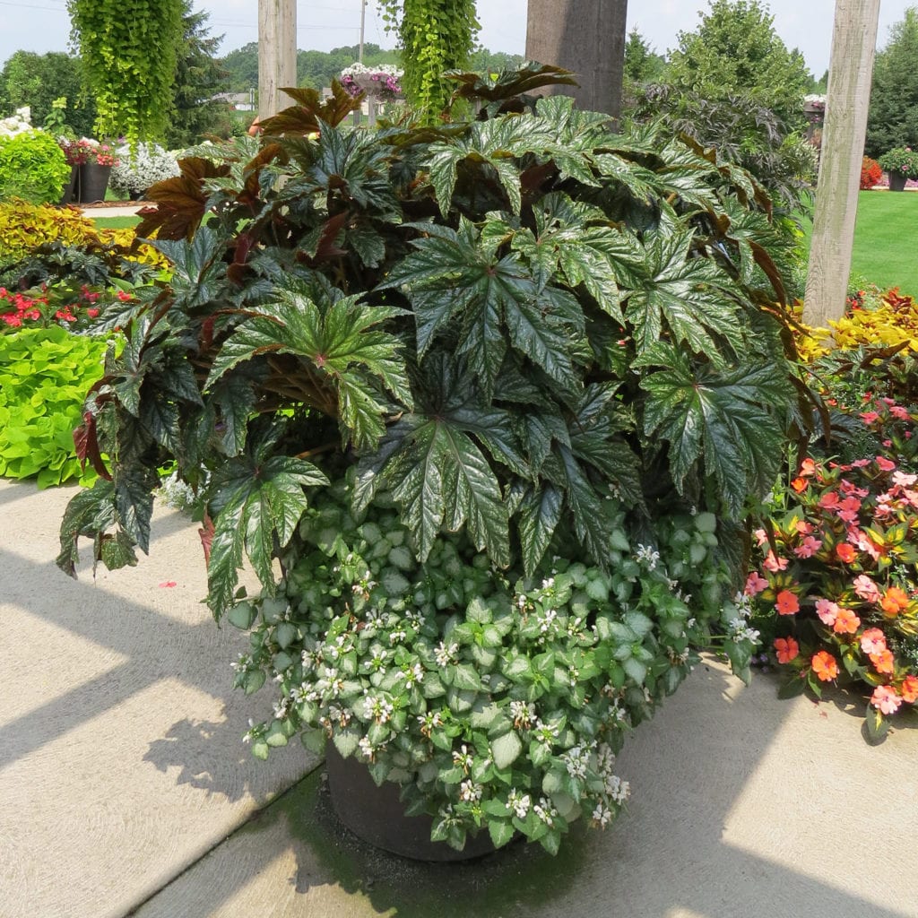 BEGONIA PEGASUS BEGONIA