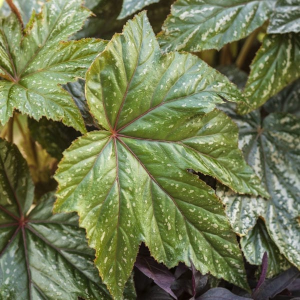 BEGONIA PEGASUS BEGONIA