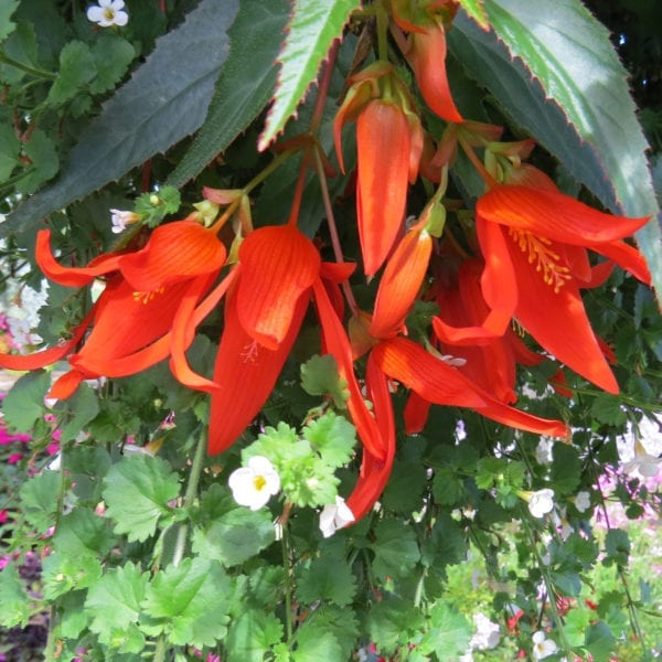 BEGONIA SANTA CRUZ SUNSET BEGONIA