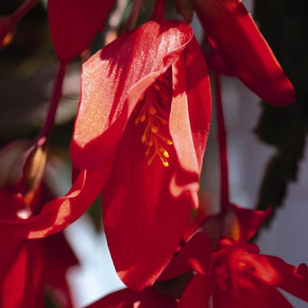 BEGONIA SANTA CRUZ SUNSET BEGONIA