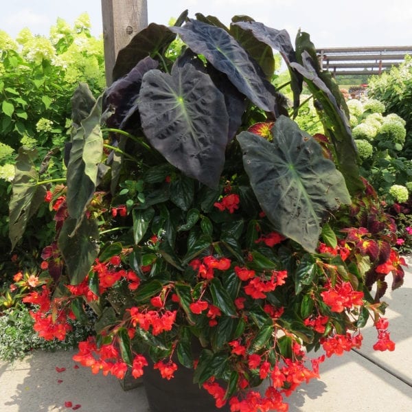 BEGONIA SUREFIRE RED ANGELWING BEGONIA