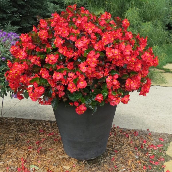 BEGONIA SUREFIRE RED ANGELWING BEGONIA