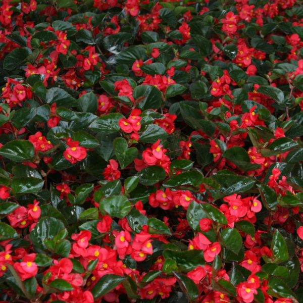 BEGONIA SUREFIRE RED ANGELWING BEGONIA