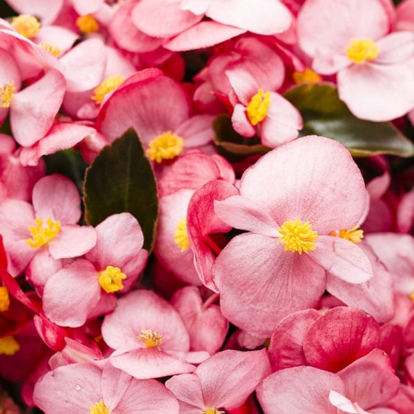 BEGONIA SUREFIRE ROSE ANGELWING BEGONIA