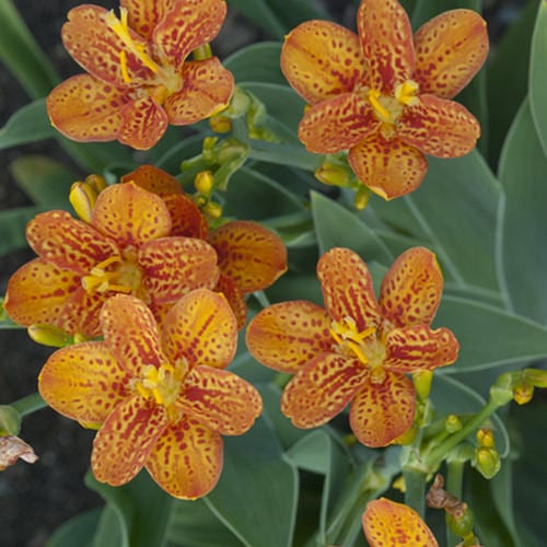 BELAMCANDA FRECKLE FACE BLACKBERRY LILY