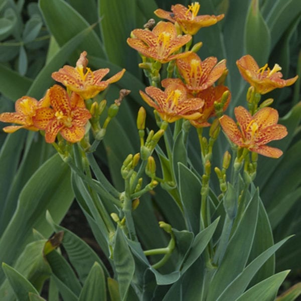 BELAMCANDA FRECKLE FACE BLACKBERRY LILY