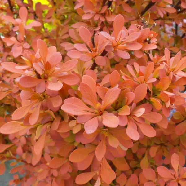 BERBERIS SUNJOY CINNAMON BARBERRY