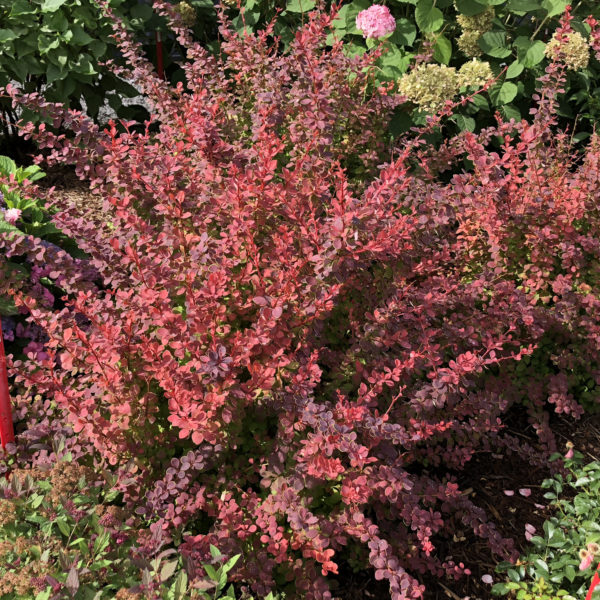 BERBERIS SUNJOY CINNAMON BARBERRY