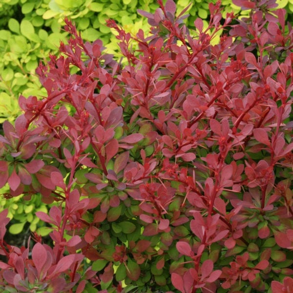 BERBERIS SUNJOY CINNAMON BARBERRY