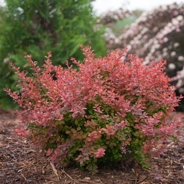 BERBERIS SUNJOY CINNAMON BARBERRY